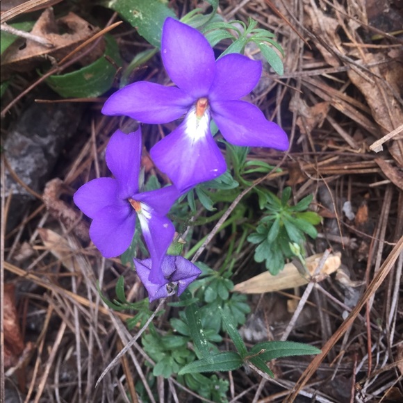 Meet your Posher, Amanda - Picture 2 of 2